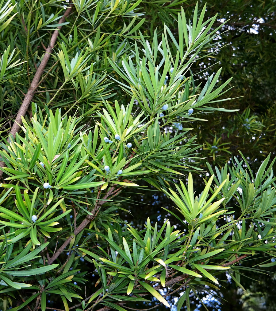 Изображение особи род Podocarpus.