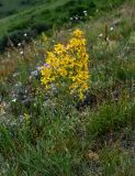 Hypericum elongatum