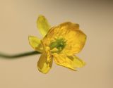 Ranunculus thora