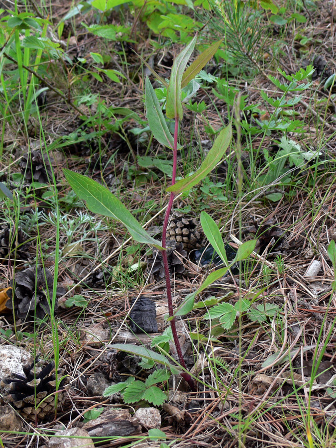 Изображение особи Hieracium umbellatum.