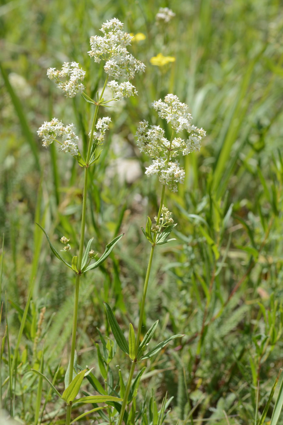 Изображение особи Galium turkestanicum.