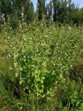 Althaea officinalis