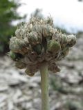 Allium nathaliae разновидность tepekermensis