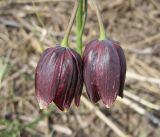 Fritillaria meleagroides