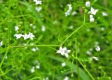 Galium palustre