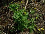 Ranunculus bujbensis