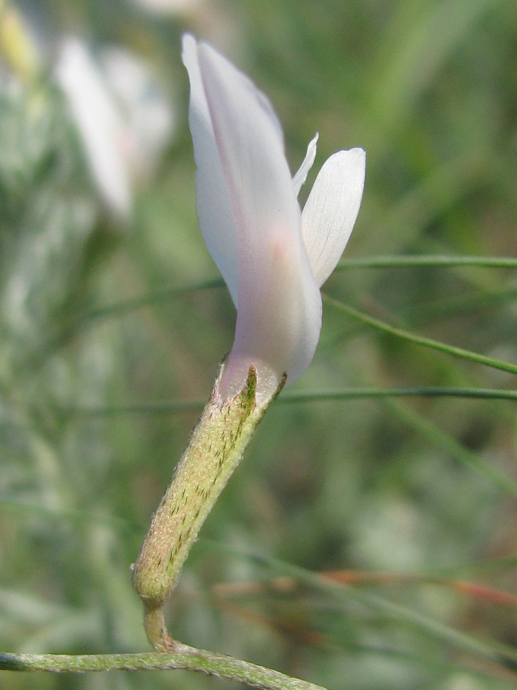 Изображение особи Astragalus ucrainicus.