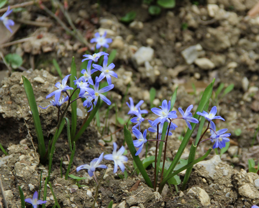 Изображение особи род Chionodoxa.