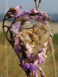 Limonium scoparium