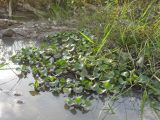 Eichhornia crassipes