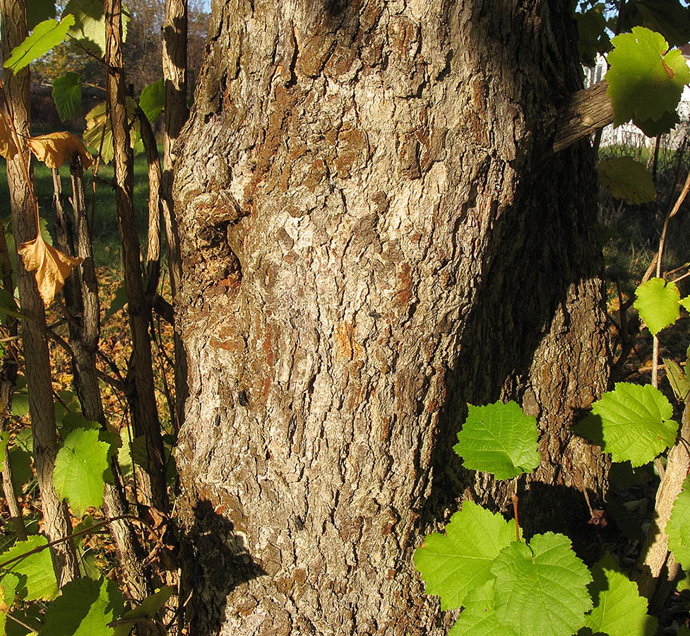 Изображение особи Corylus colurna.