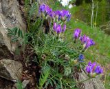 Oxytropis setosa. Цветущее растение на скале. Хакасия, Бейский р-н, долина р. Уй. 16.05.2013.