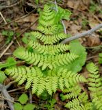 Dryopteris expansa