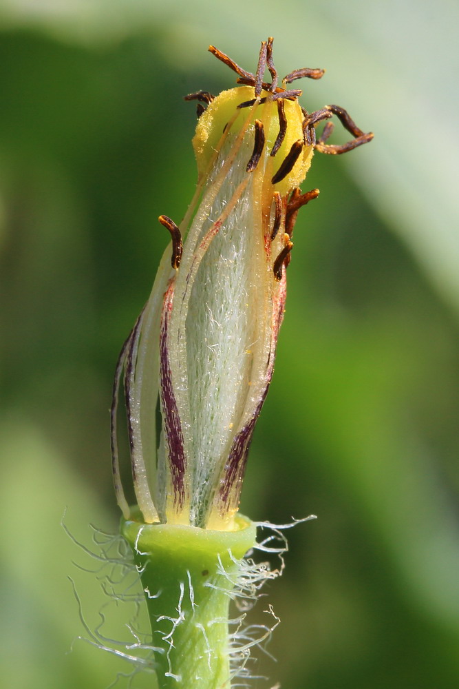 Изображение особи Glaucium corniculatum.