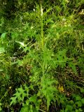 Cirsium vulgare