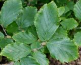 Hamamelis vernalis