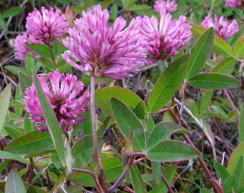 Изображение особи Trifolium medium.