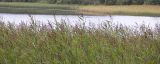 Phragmites australis. Заросли по берегам озера. Псковская обл., август.