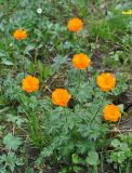 Trollius asiaticus