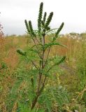 Ambrosia artemisiifolia. Верхушка цветущего растения. Томск, городская свалка. 14.09.2014.