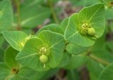 Euphorbia komaroviana. Часть соцветия с завязавшимися плодами. Приморский край, окр. Ботанического сада-института ДВО РАН. 10.05.2009.