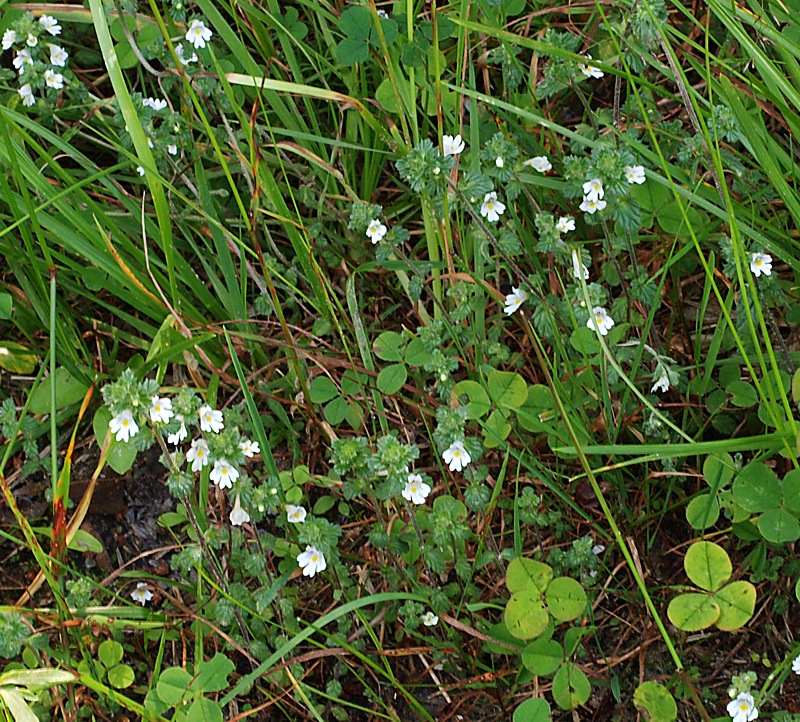 Изображение особи Euphrasia vernalis.