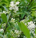 Ligustrum vulgare. Побег с соцветиями. Польша, Беловежа. 22.06.2009.