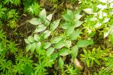 Lathyrus vernus