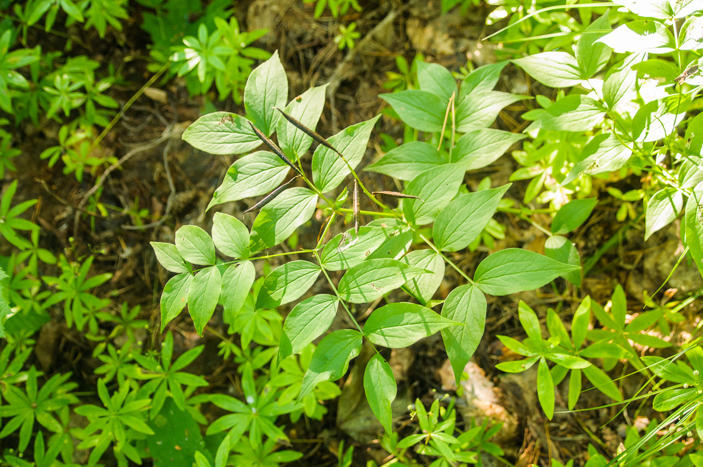 Изображение особи Lathyrus vernus.