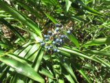 Alpinia caerulea