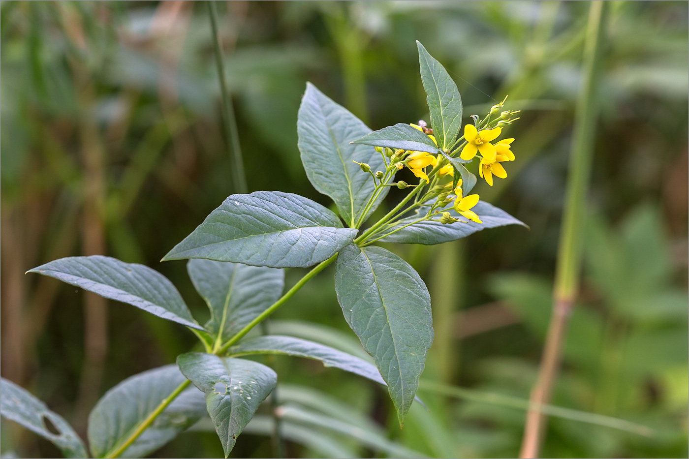 Изображение особи Lysimachia vulgaris.