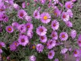 Symphyotrichum novae-angliae