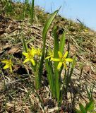 Gagea lutea. Цветущее растение на южном склоне. Чувашия, окрестности г. Шумерля, пойма р. Паланка. 8 апреля 2008 г.