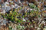 Betula exilis. Ветвь с созревающими плодами. Чукотка, побережье бухты Провидения, тундра. 01.08.2008.