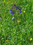 Polemonium caeruleum