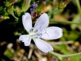 Cichorium spinosum. Соцветие-корзинка. Греция, о-в Крит, ном Ханья (Νομός Χανίων), дим Платаньяс (Δήμος Πλατανιά), горный массив Лефка Ори (Λευκά Όρη), урочище Ксилоскало (Ξυλόσκαλο), ≈ 1200 м н.у.м., обочина автомобильной дороги. 28 июня 2017 г.