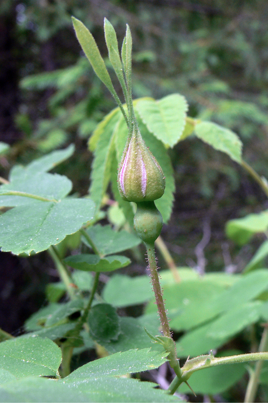 Изображение особи Rosa acicularis.