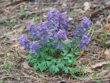 Corydalis solida