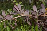 Berberis форма atropurpurea