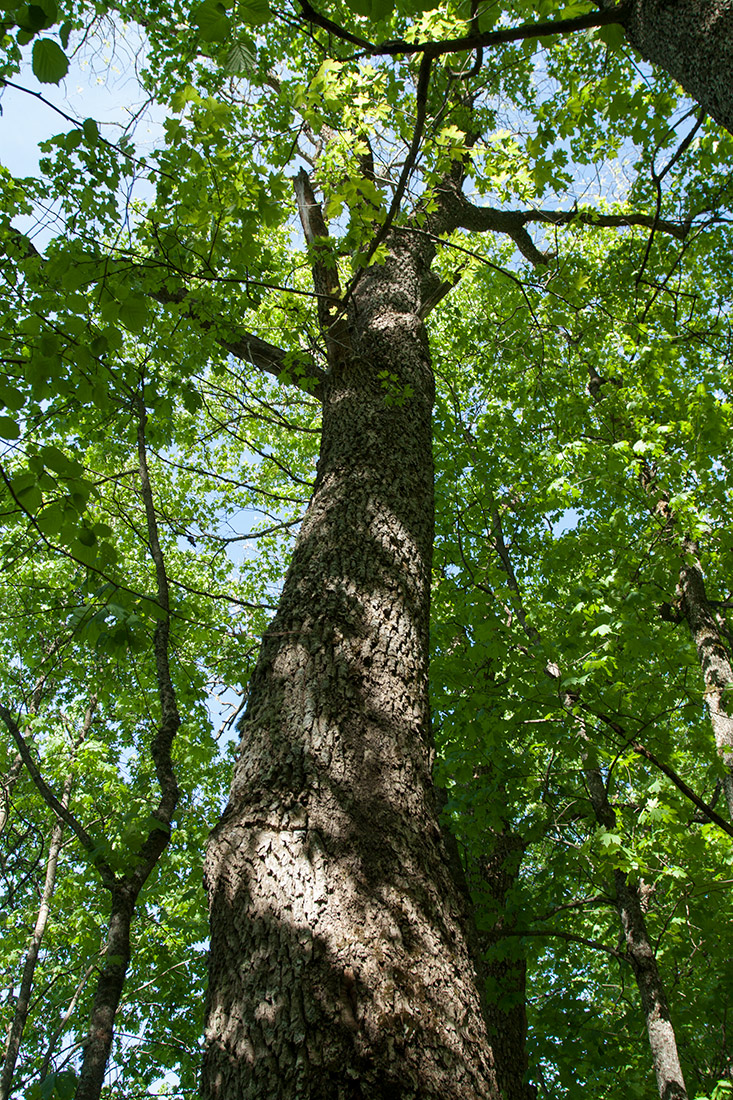 Изображение особи Fraxinus excelsior.