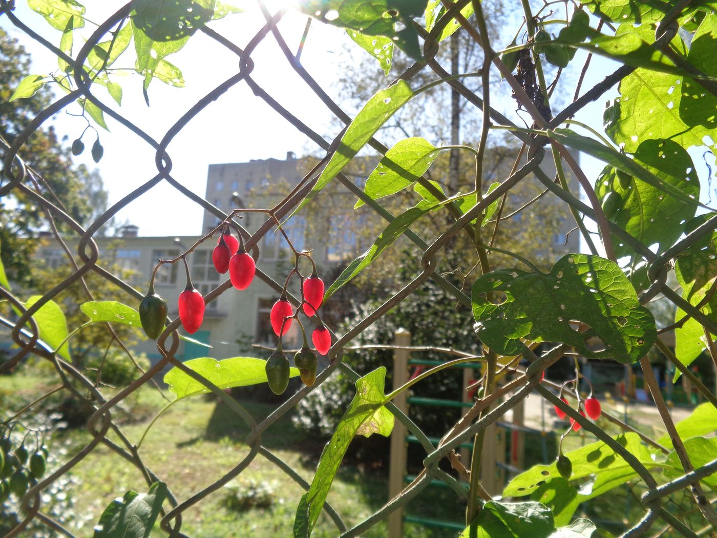 Изображение особи Solanum dulcamara.