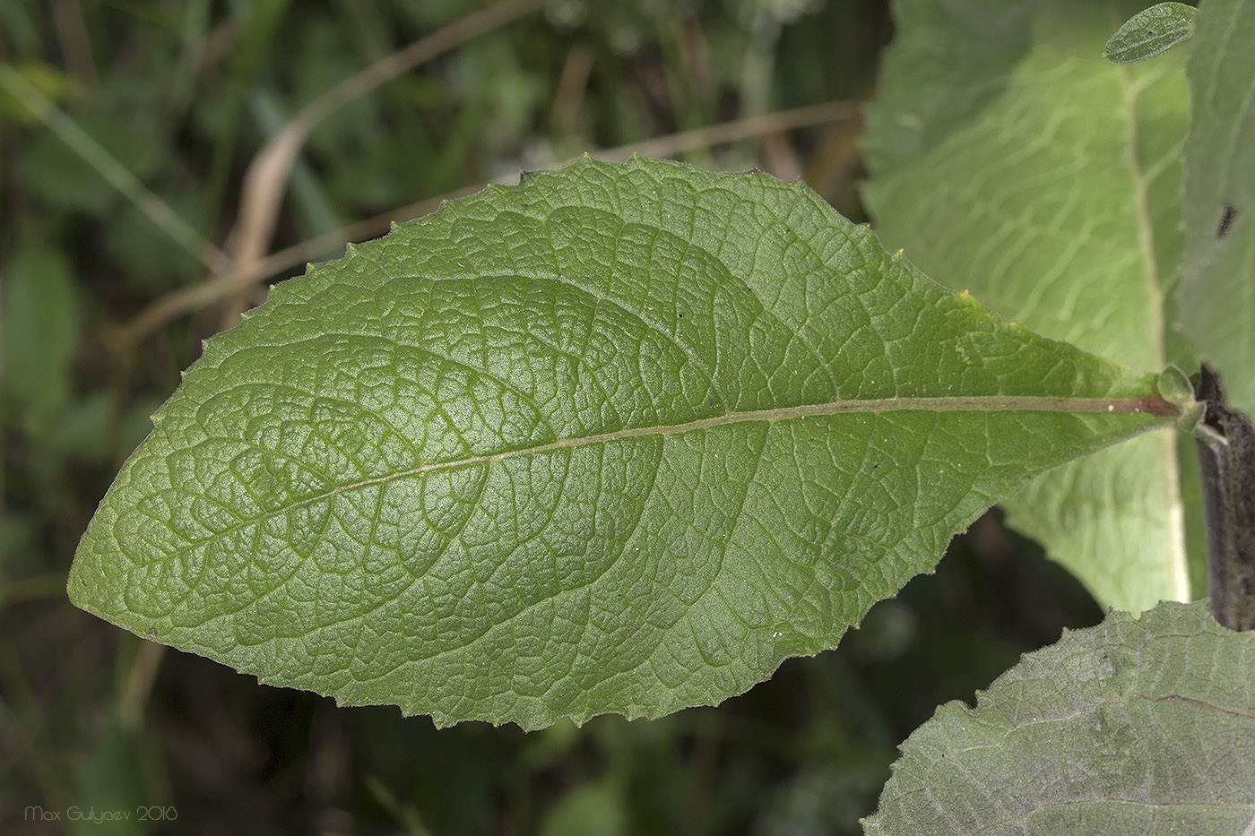 Изображение особи Inula conyza.