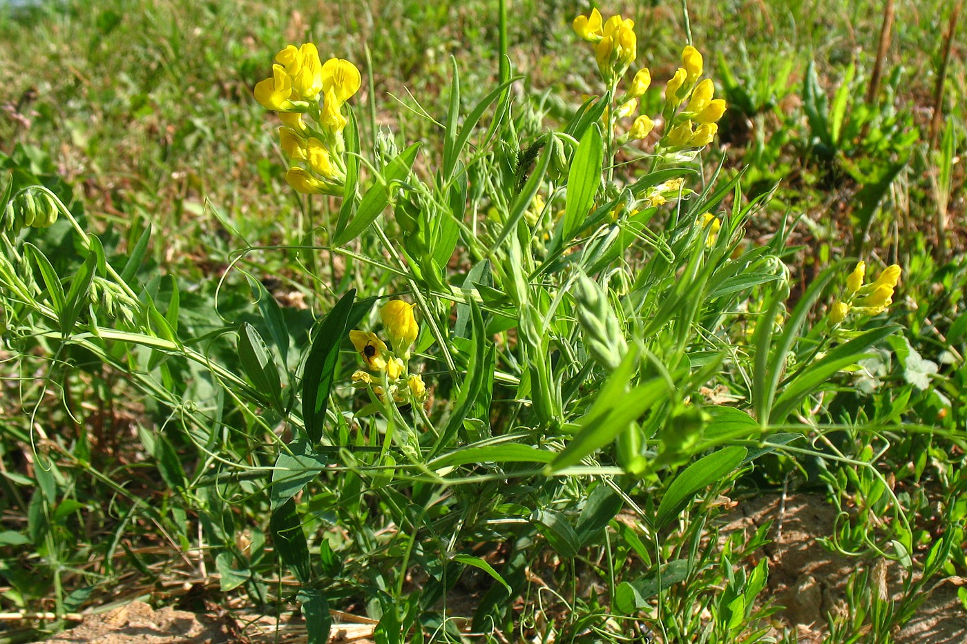 Изображение особи Lathyrus pratensis.