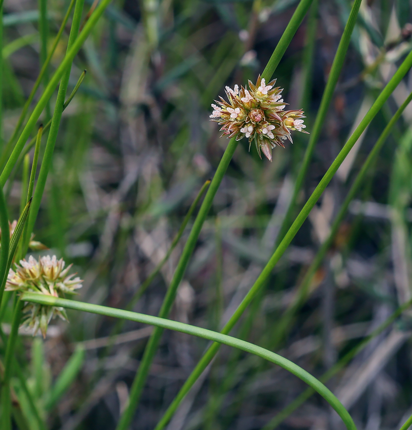 Изображение особи Juncus filiformis.