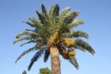 Phoenix canariensis