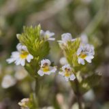 Euphrasia pectinata. Соцветие. Кыргызстан, Ошская обл., Заалайский хр., урочище Бордаба, 3450 м н.у.м., берег ручья у Памирского тракта. 20.07.2019.