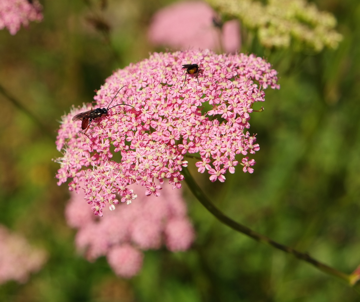 Изображение особи Pimpinella rhodantha.