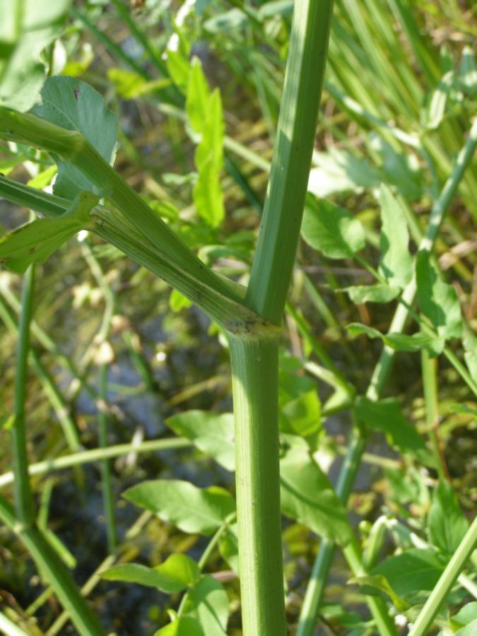 Изображение особи Sium latifolium.