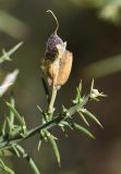 Ulex parviflorus. Верхушка ветви с созревающим плодом. Испания, автономное сообщество Каталония, провинция Жирона, комарка Баш Эмпорда, муниципалитет Сант-Фелиу-де-Гишольс, окр. памятника природы Pedralta (Педральта), в подлеске сосново-дубового леса. 08.03.2020.