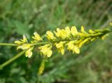 Melilotus officinalis. Соцветие. Хабаровский край, пгт Ванино, южная окраина, обочина дороги. 19.07.2019.